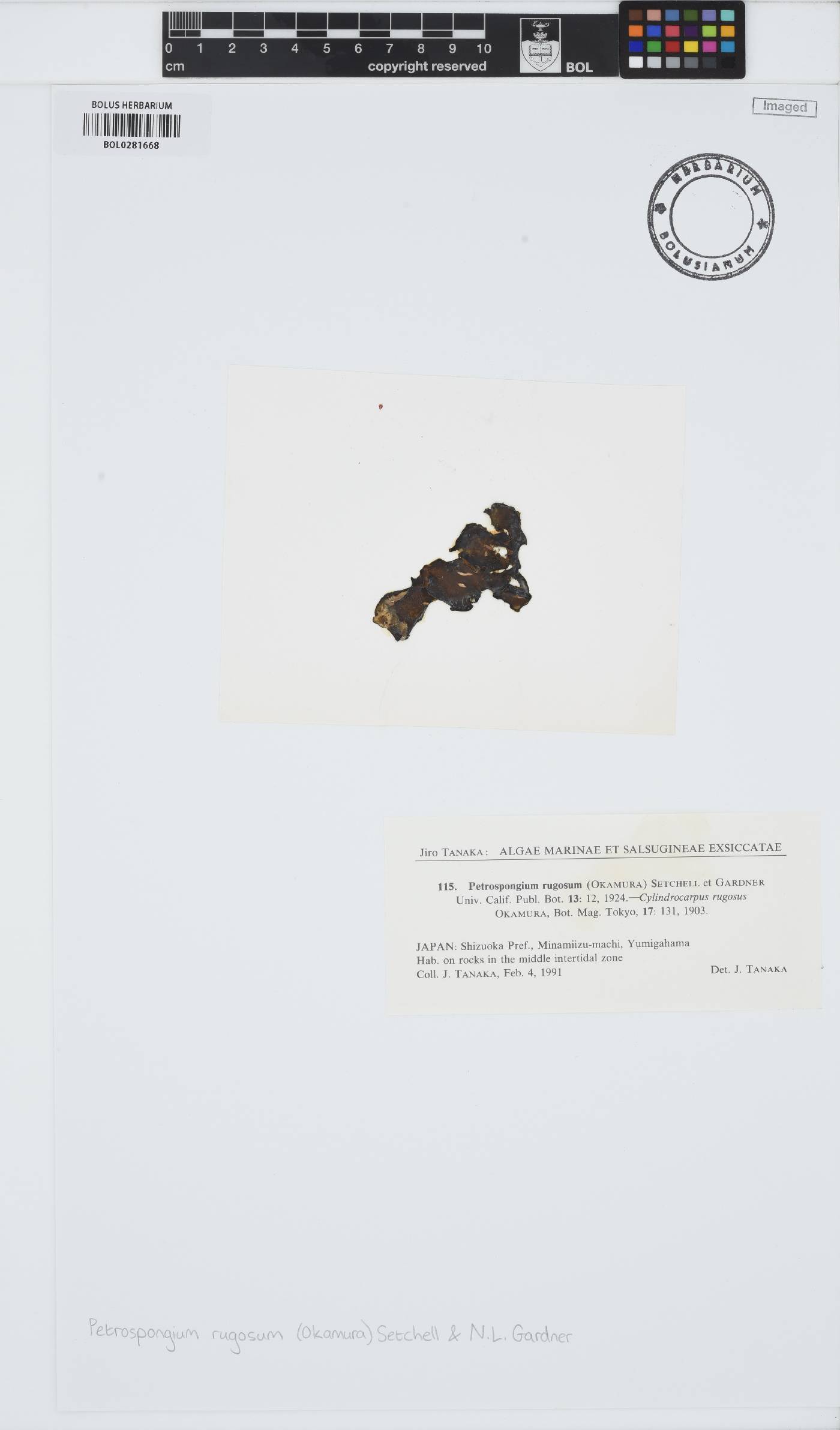 Petrospongium rugosum image