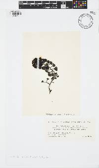 Turbinaria ornata image