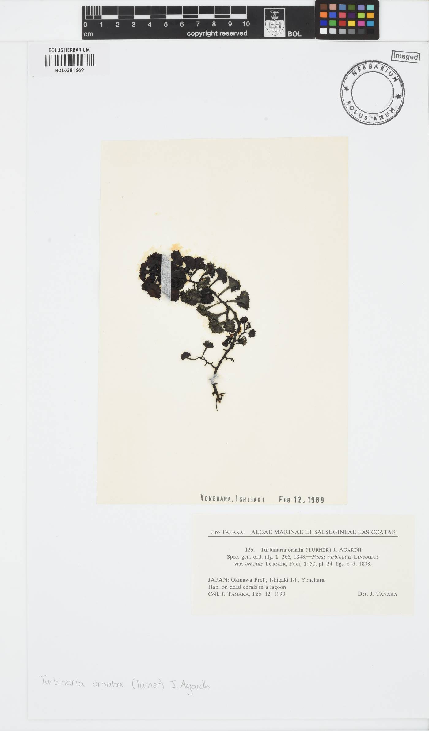 Turbinaria ornata image