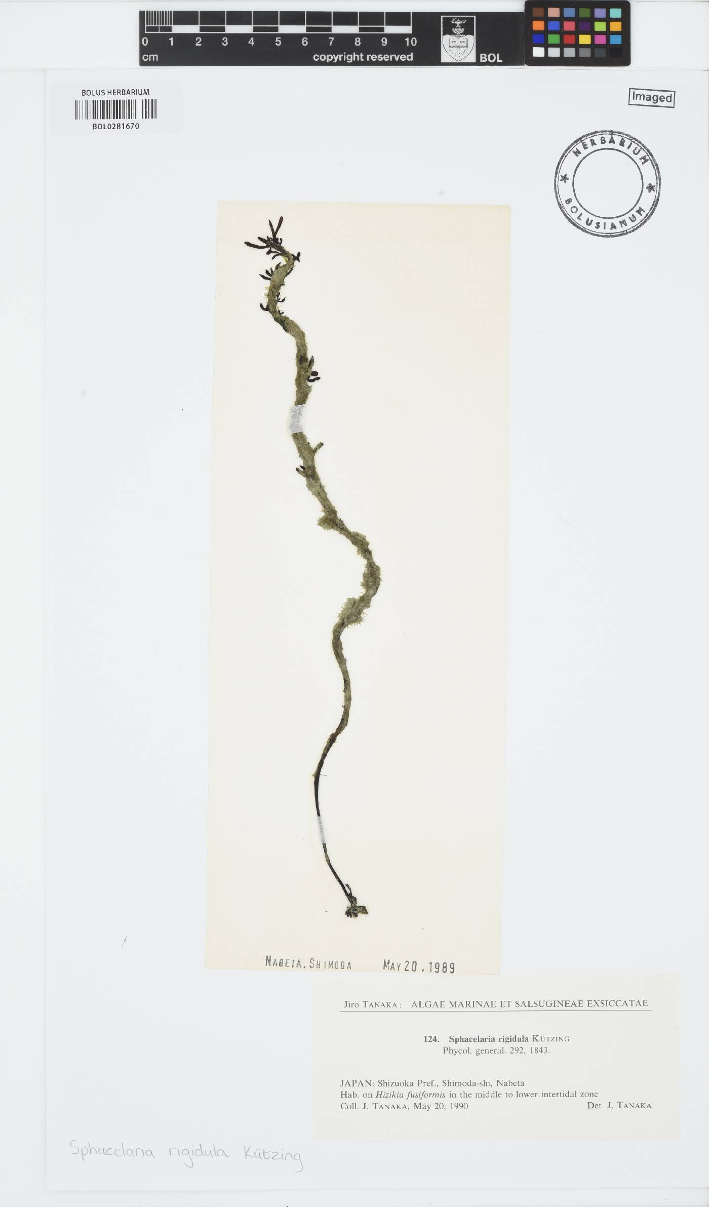 Sphacelaria rigidula image