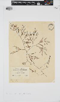 Phloiocaulon suhrii image