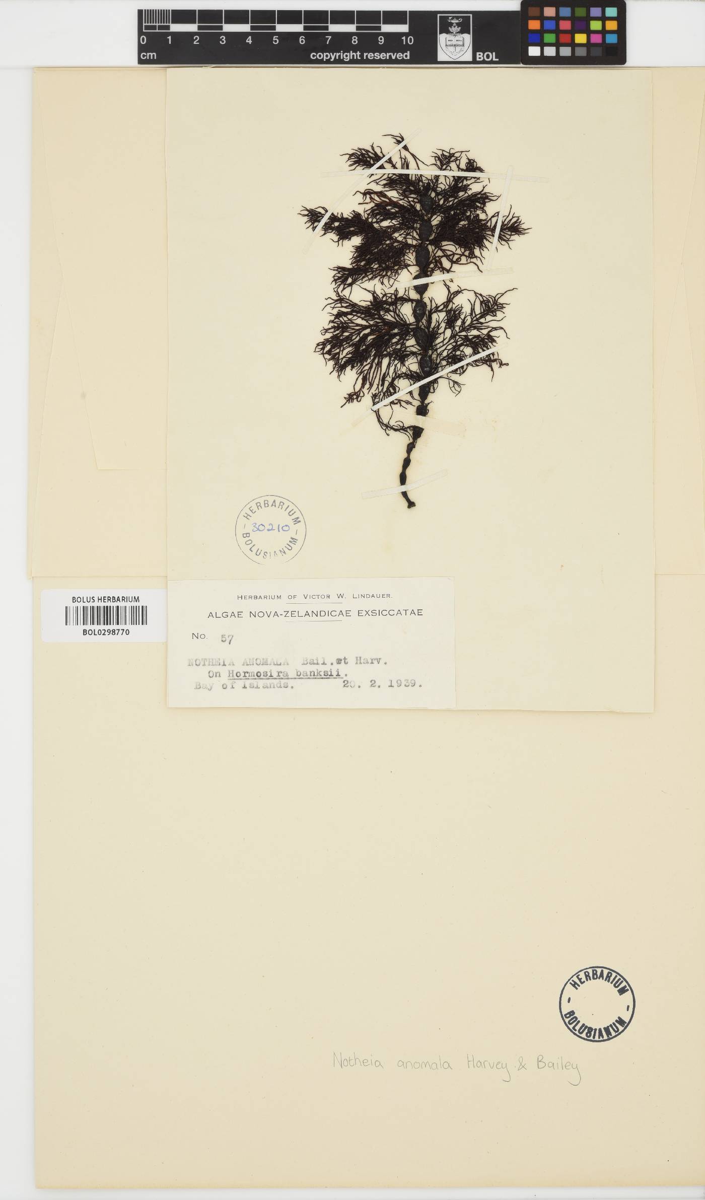 Notheia anomala image