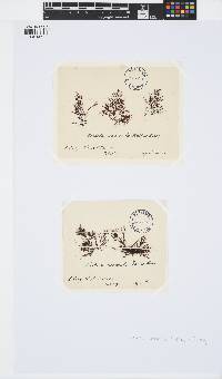 Notheia anomala image