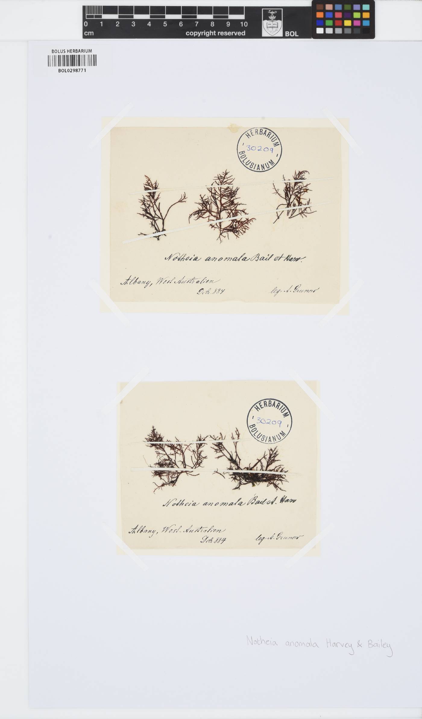 Notheiaceae image
