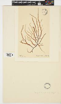 Mesogloia vermiculata image
