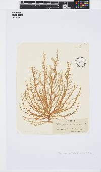 Mesogloia vermiculata image