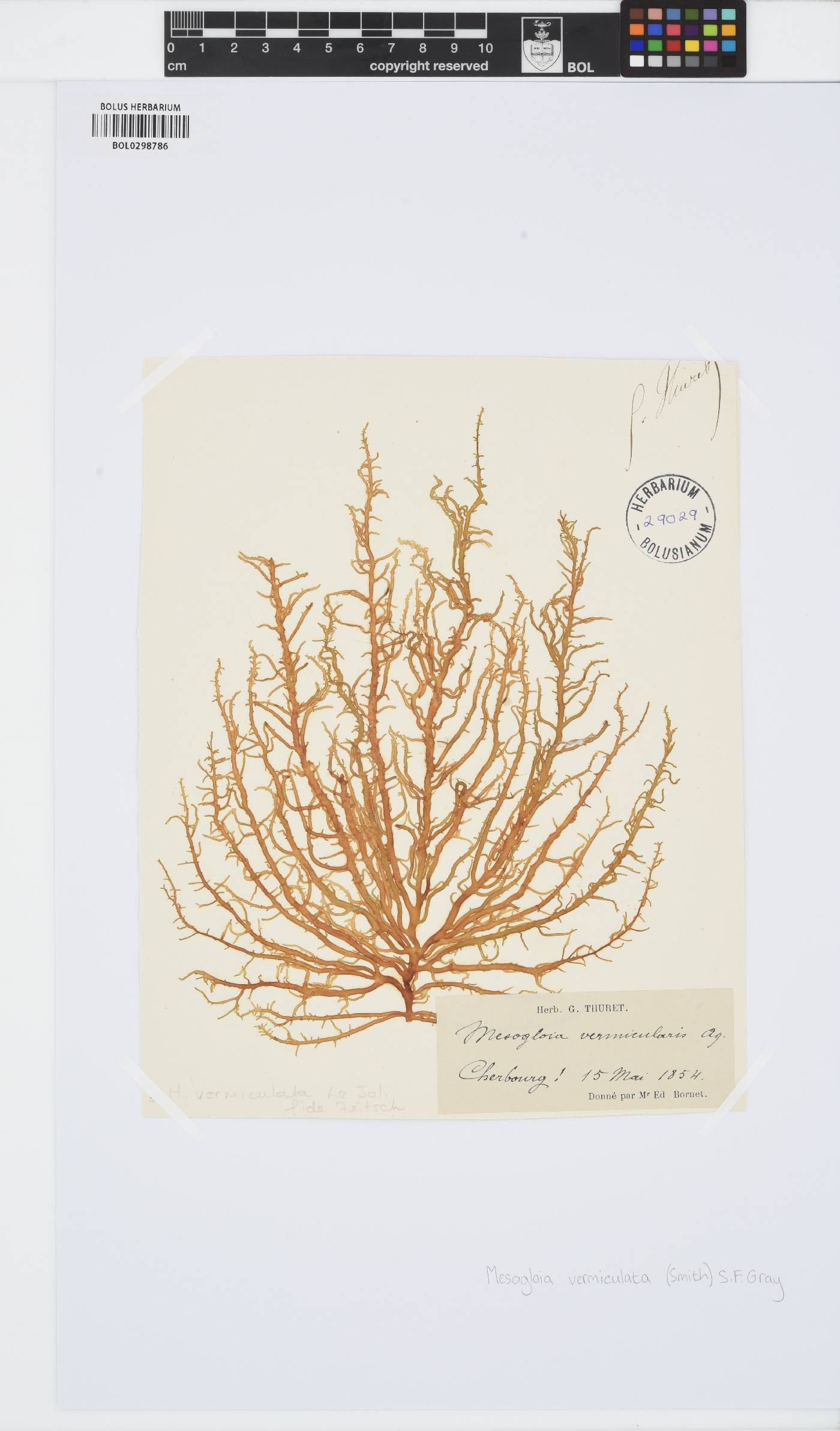 Mesogloia vermiculata image