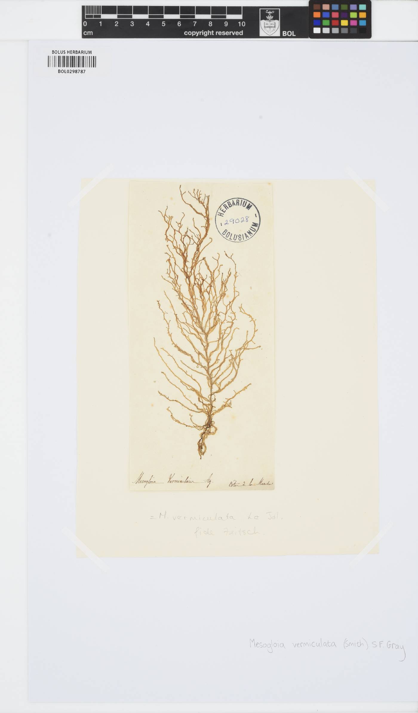 Mesogloia image