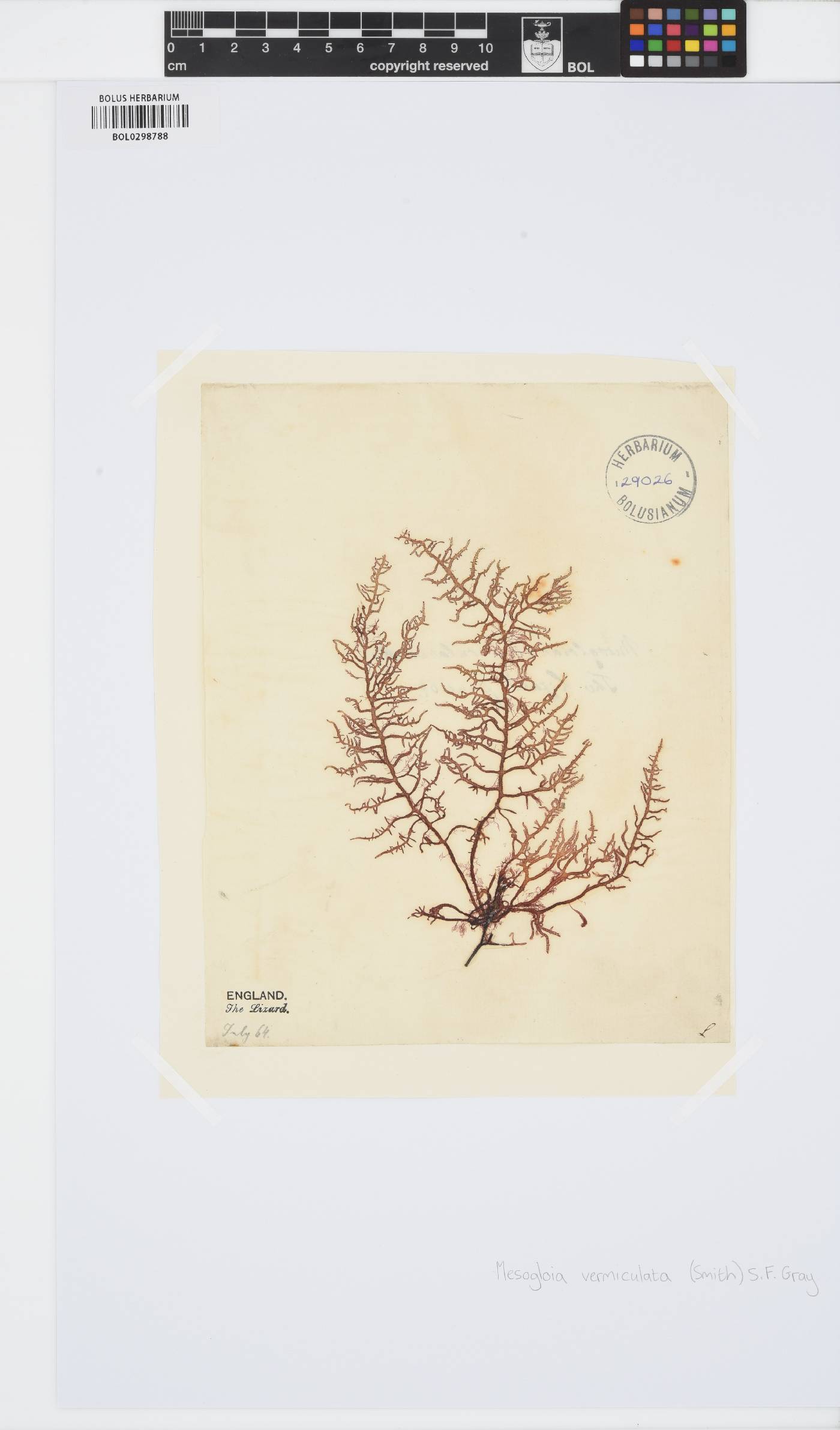 Mesogloia vermiculata image
