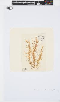 Mesogloia vermiculata image