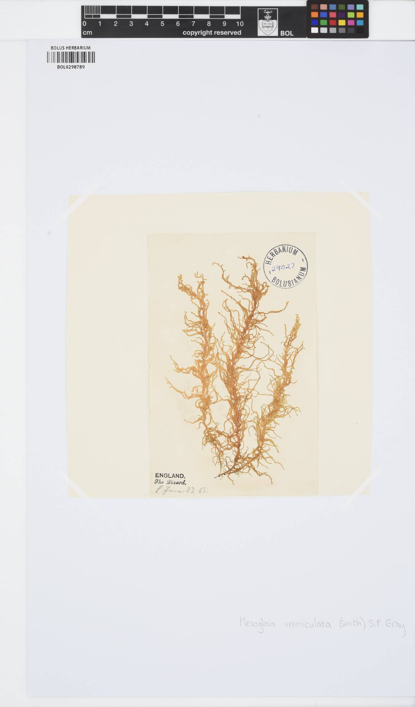 Mesogloia vermiculata image