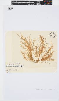 Mesogloia vermiculata image