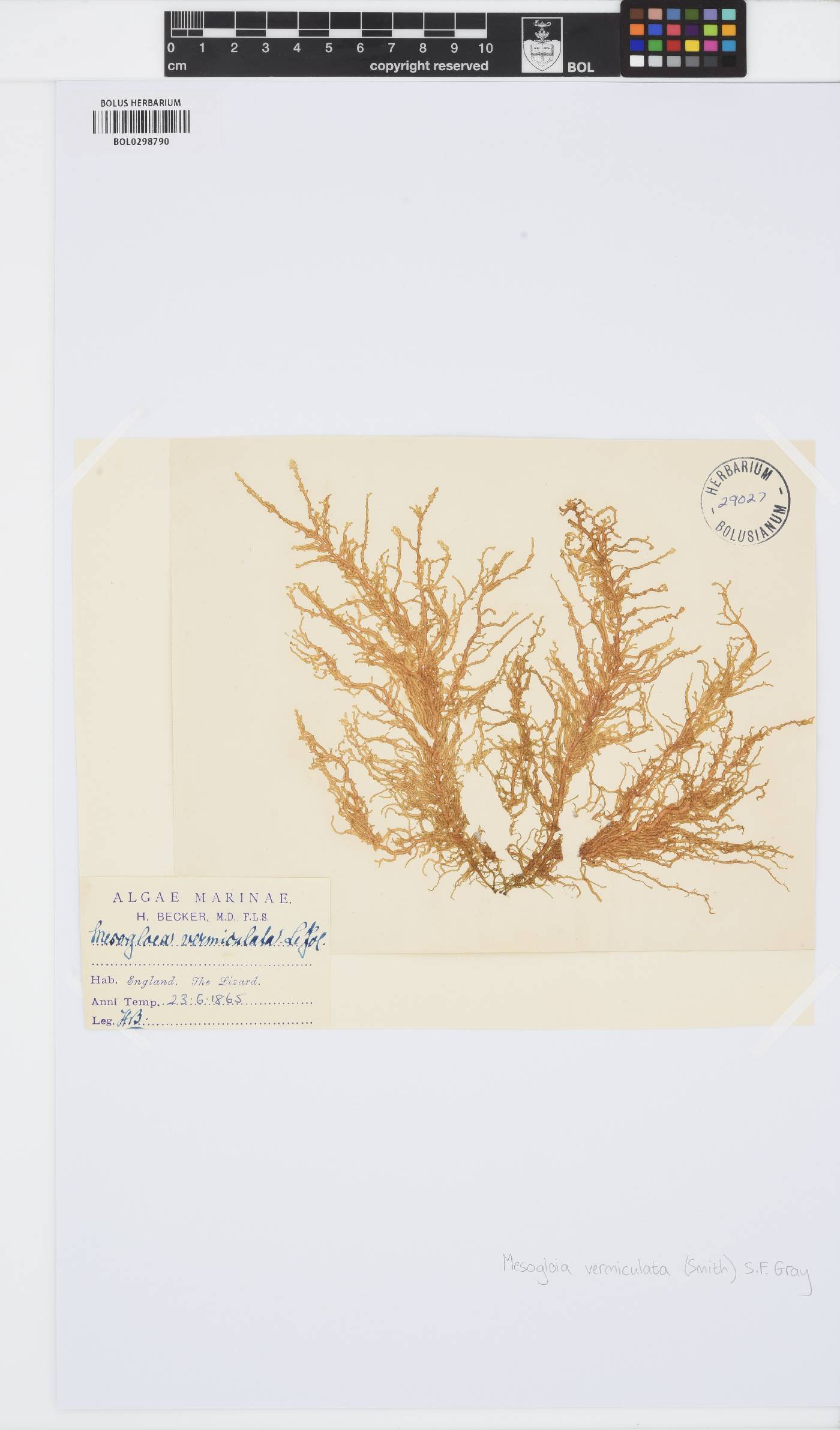 Mesogloia image