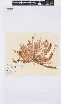 Mesogloia vermiculata image