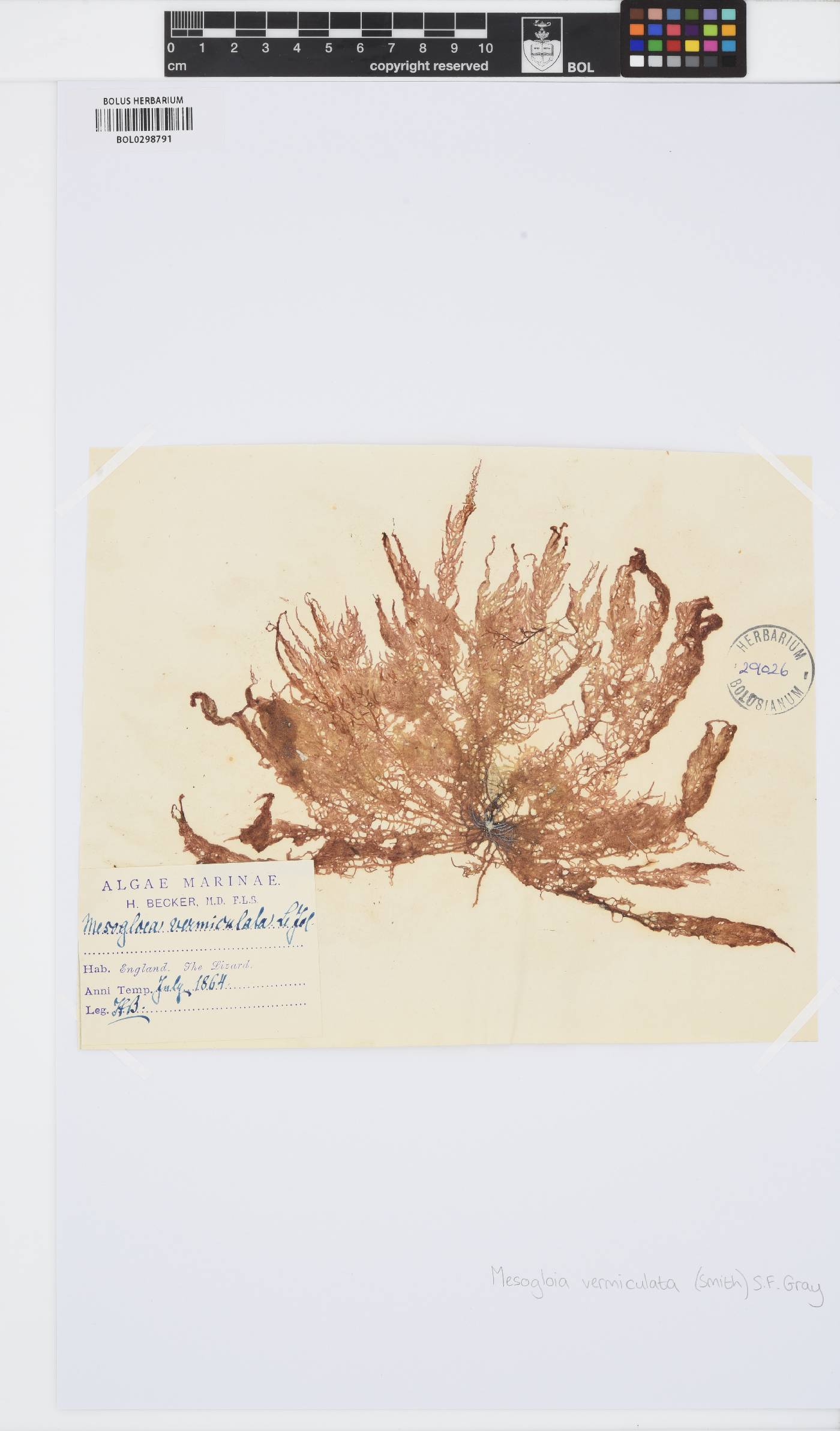 Chordariaceae image