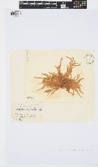 Mesogloia vermiculata image