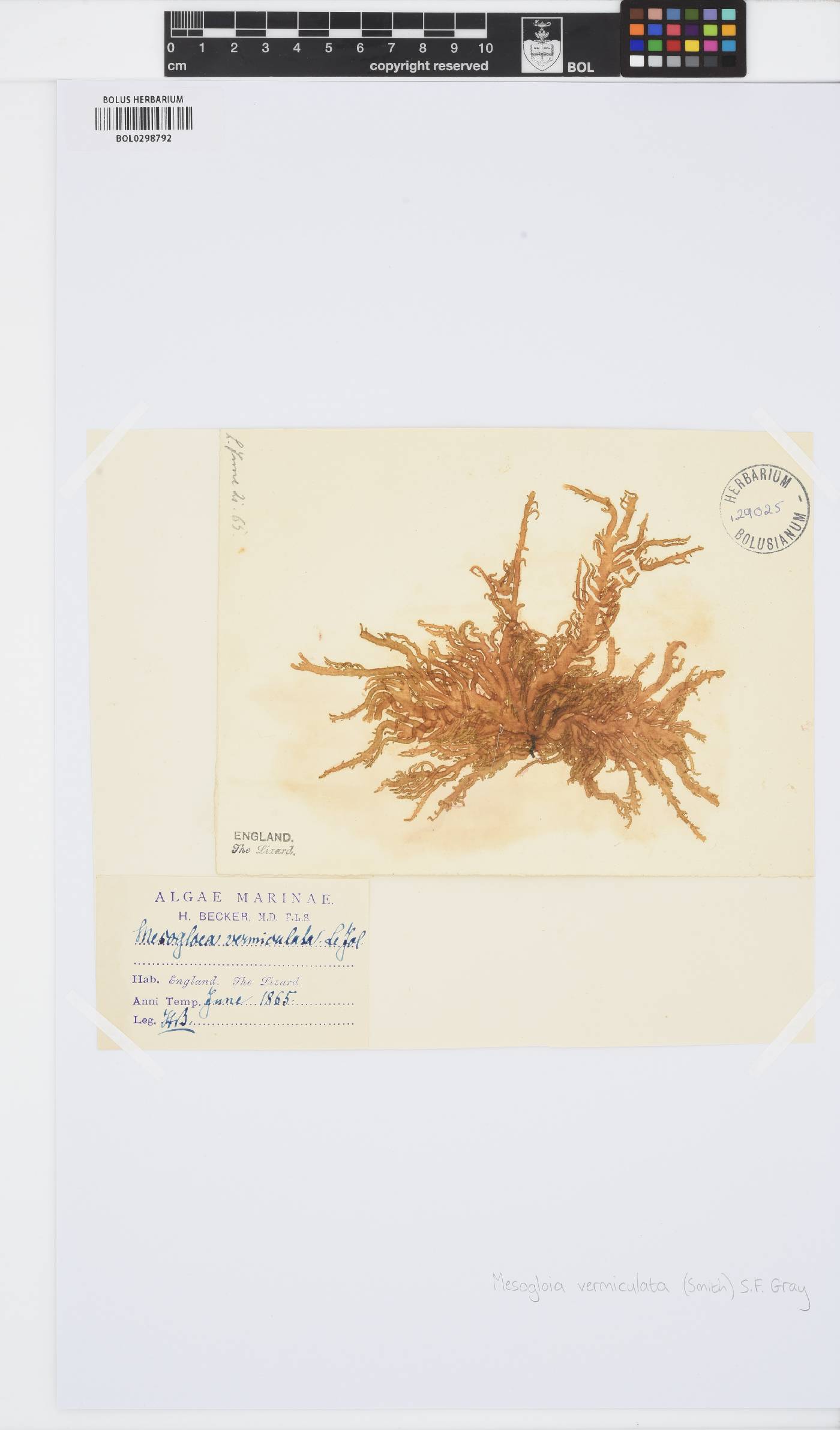 Mesogloia image