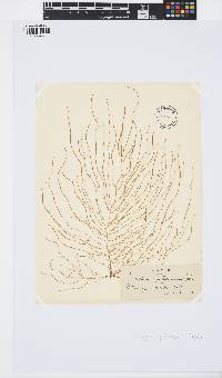 Sauvageaugloia divaricata image