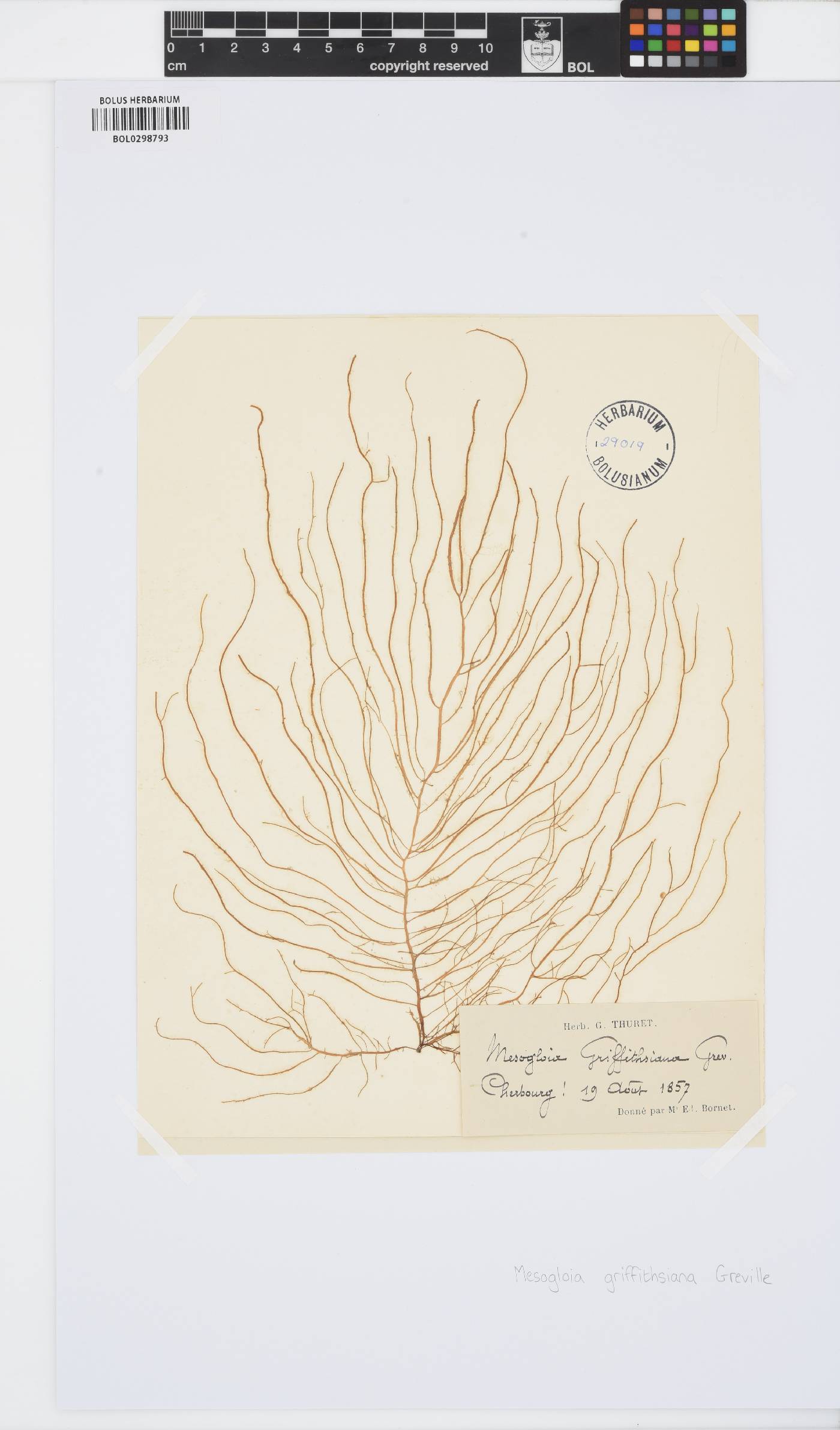 Sauvageaugloia divaricata image