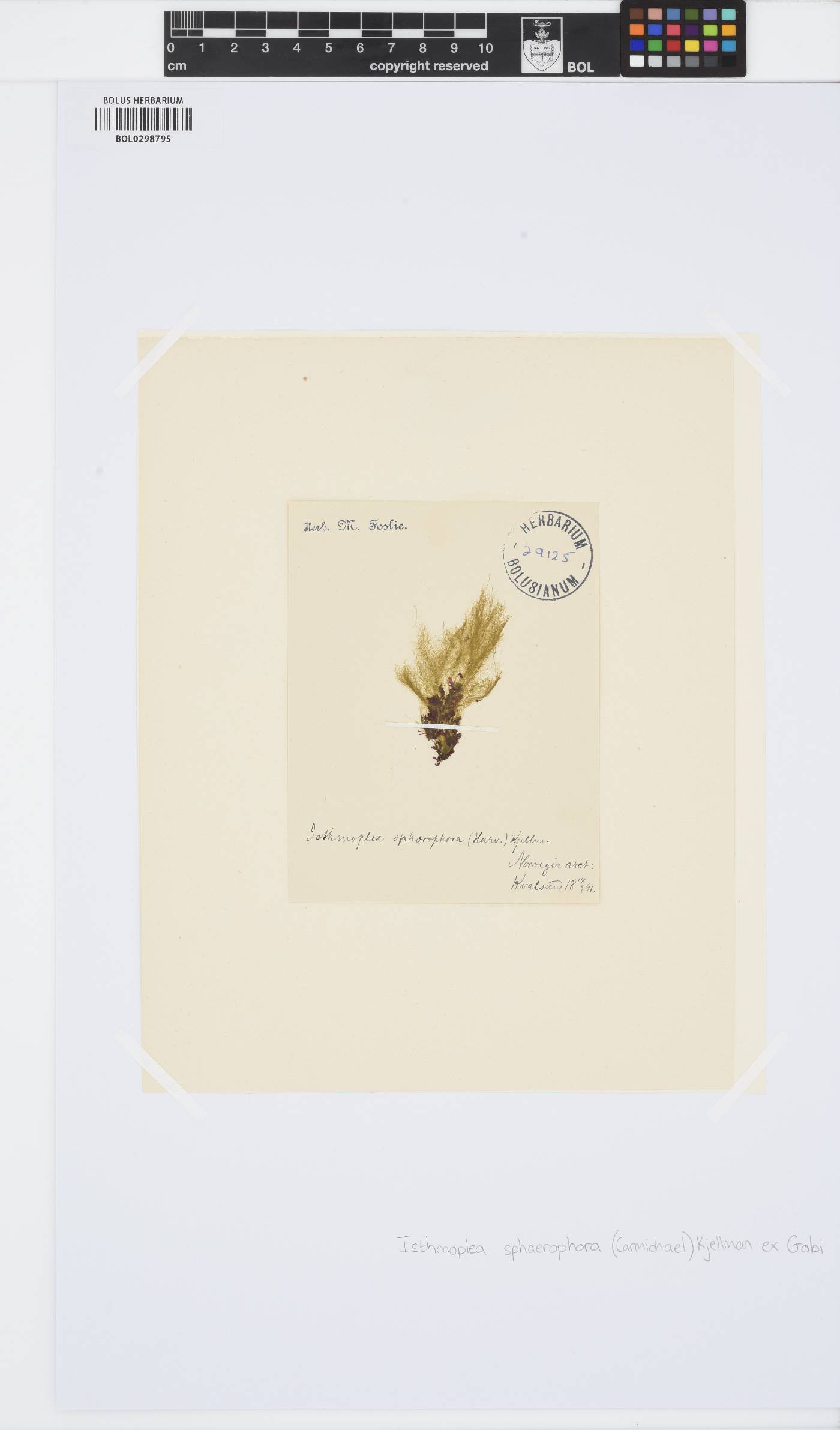 Isthmoplea sphaerophora image