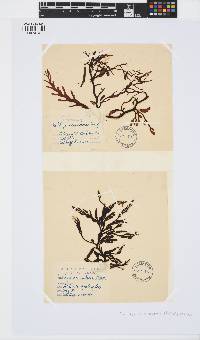 Stephanocystis osmundacea image