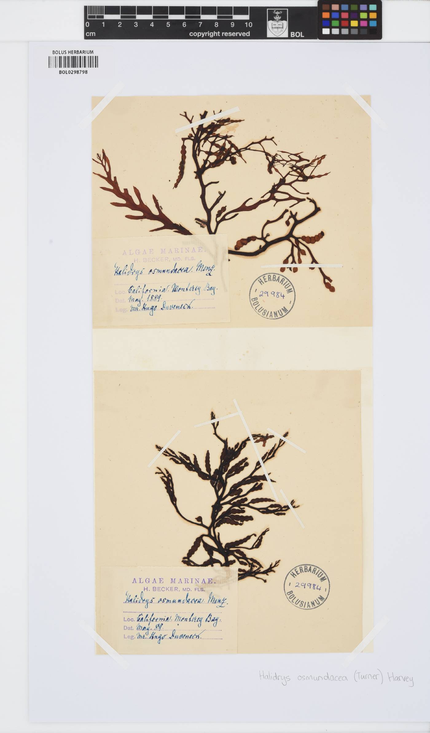 Stephanocystis image