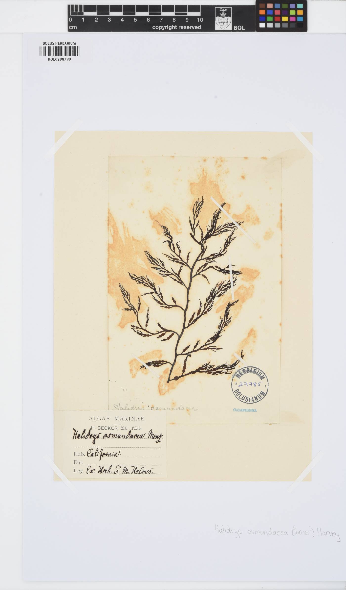 Sargassaceae image