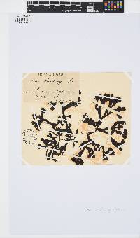 Fucus spiralis image