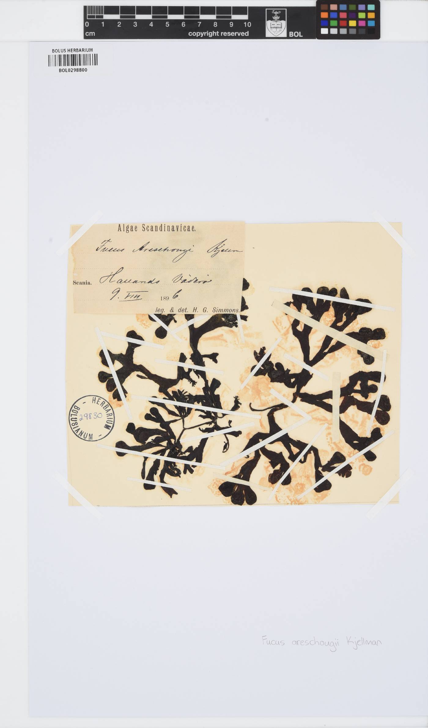 Fucus spiralis image