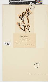 Elachista fucicola image