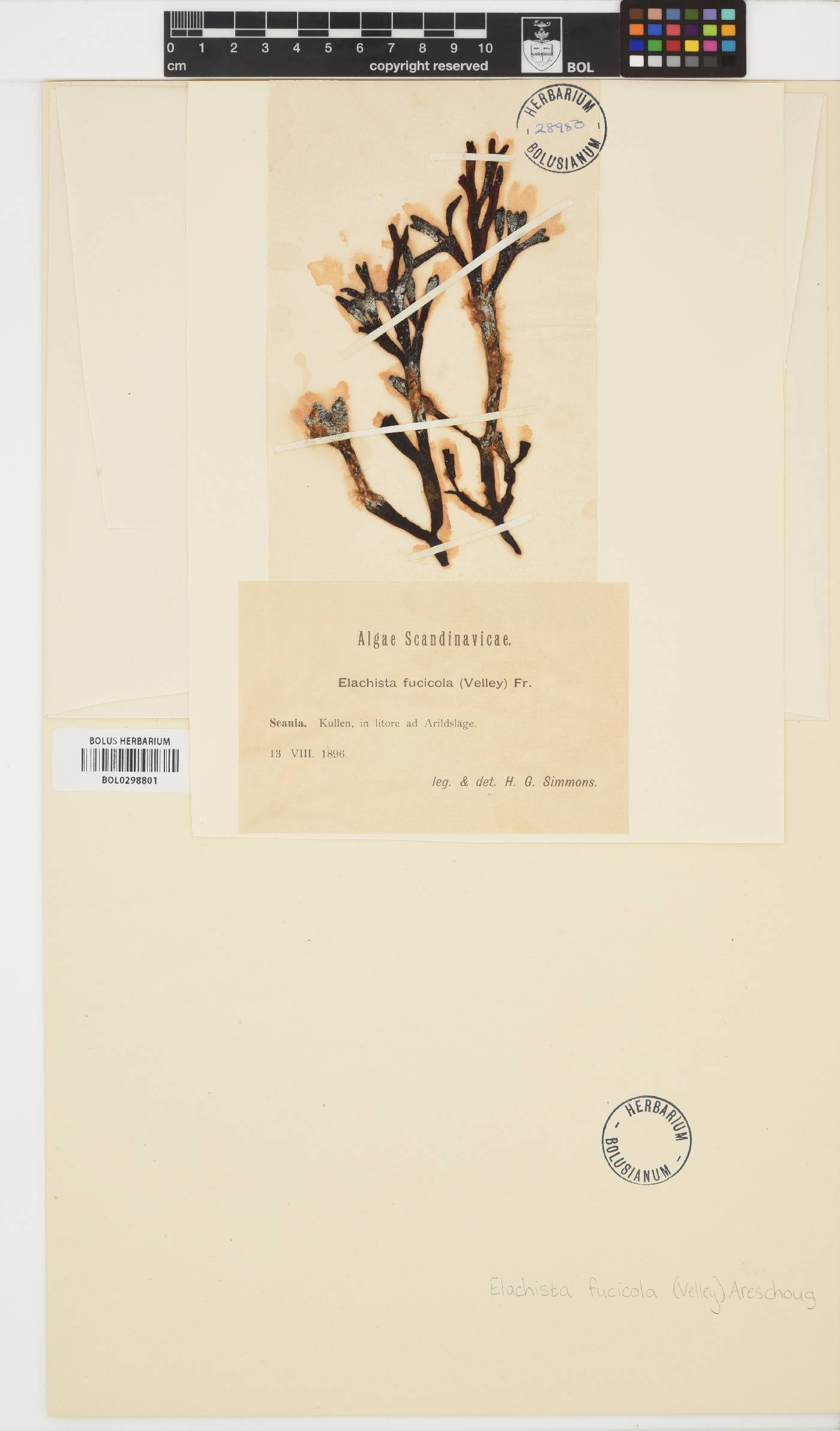 Elachista fucicola image
