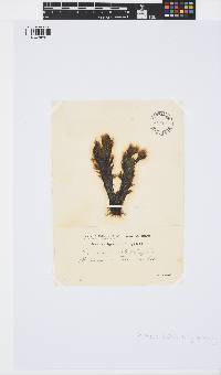 Elachista fucicola image