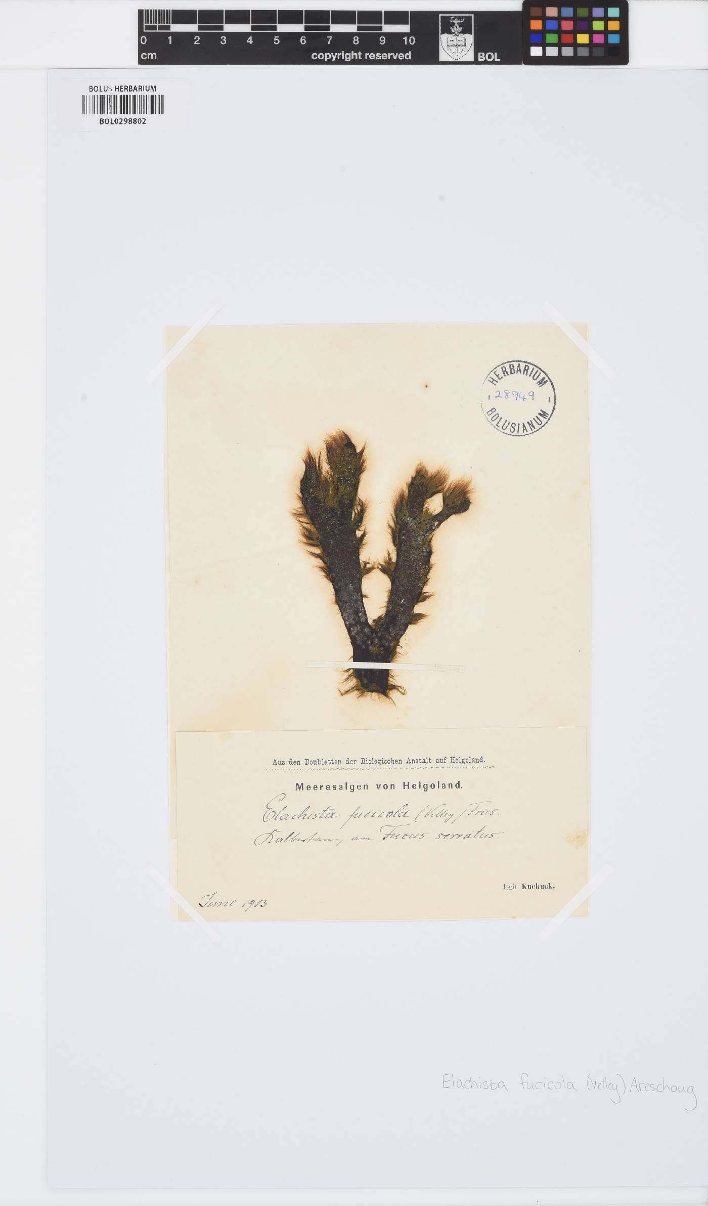 Elachista fucicola image
