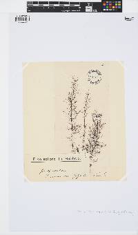 Dictyosiphon foeniculaceus image