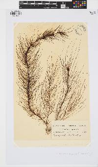 Chordariopsis capensis image
