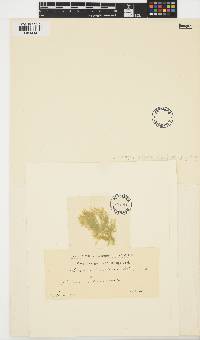 Spongonema tomentosum image