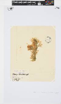 Spongonema tomentosum image
