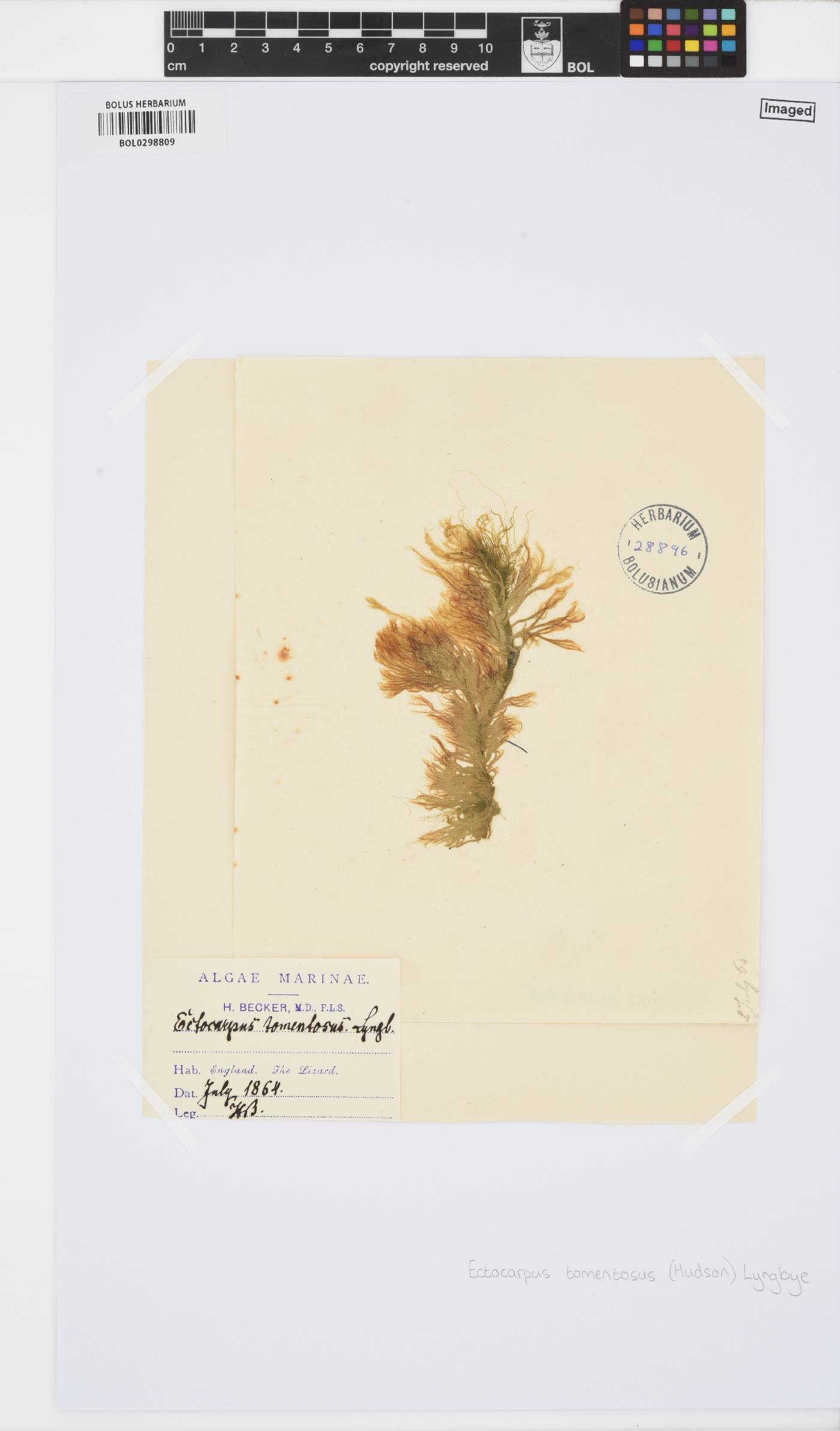 Spongonema tomentosum image