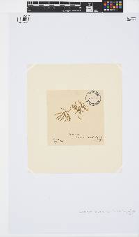 Spongonema tomentosum image