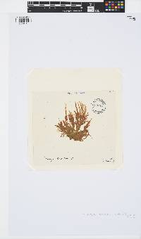 Spongonema tomentosum image
