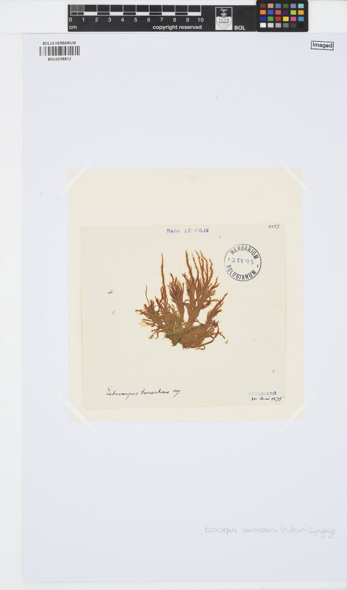 Spongonema tomentosum image
