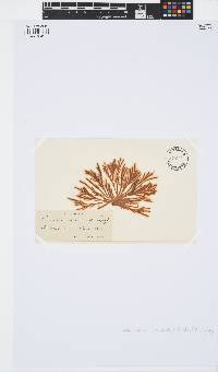 Spongonema tomentosum image