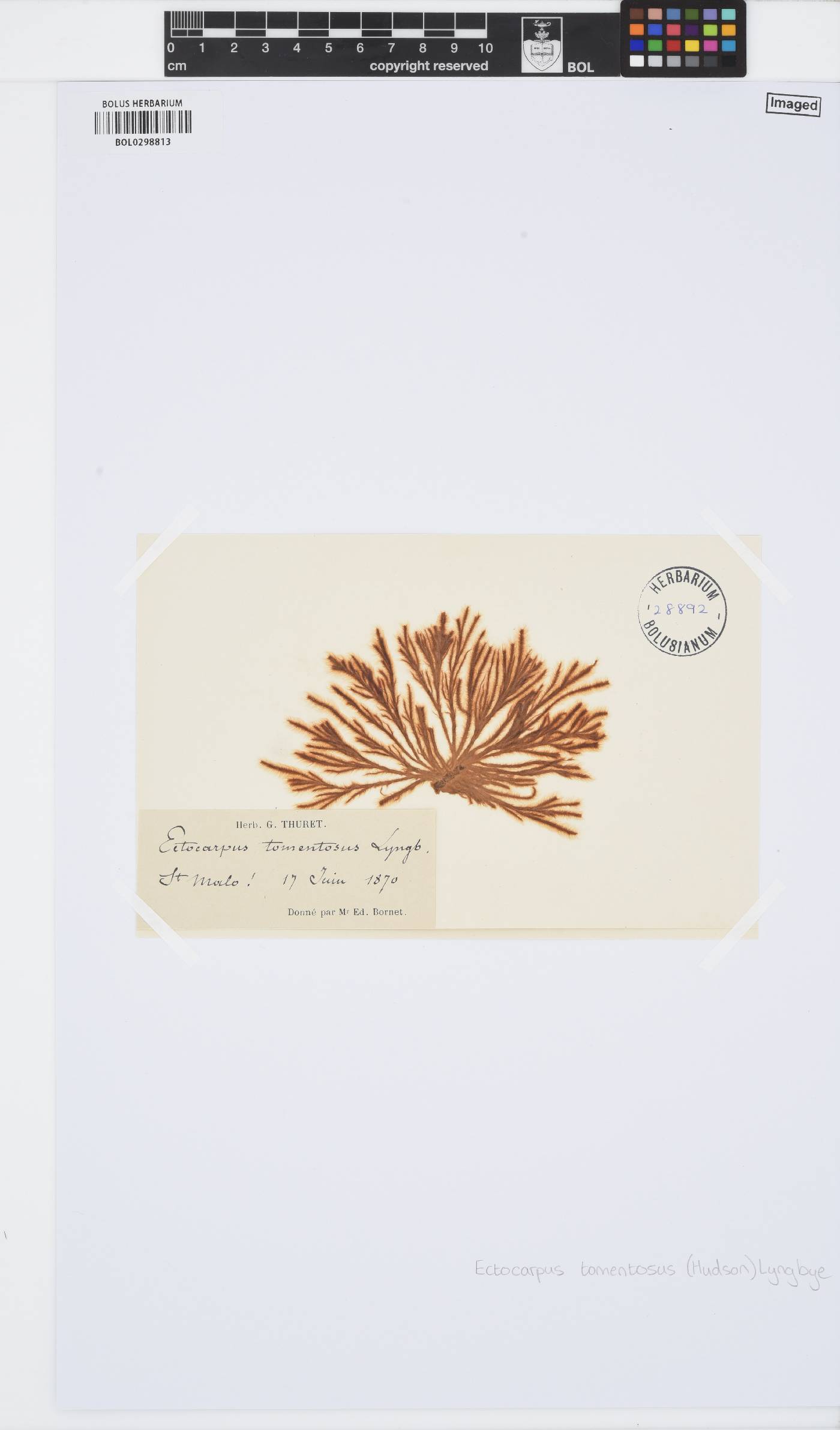 Spongonema tomentosum image