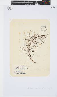 Image of Perithalia caudata