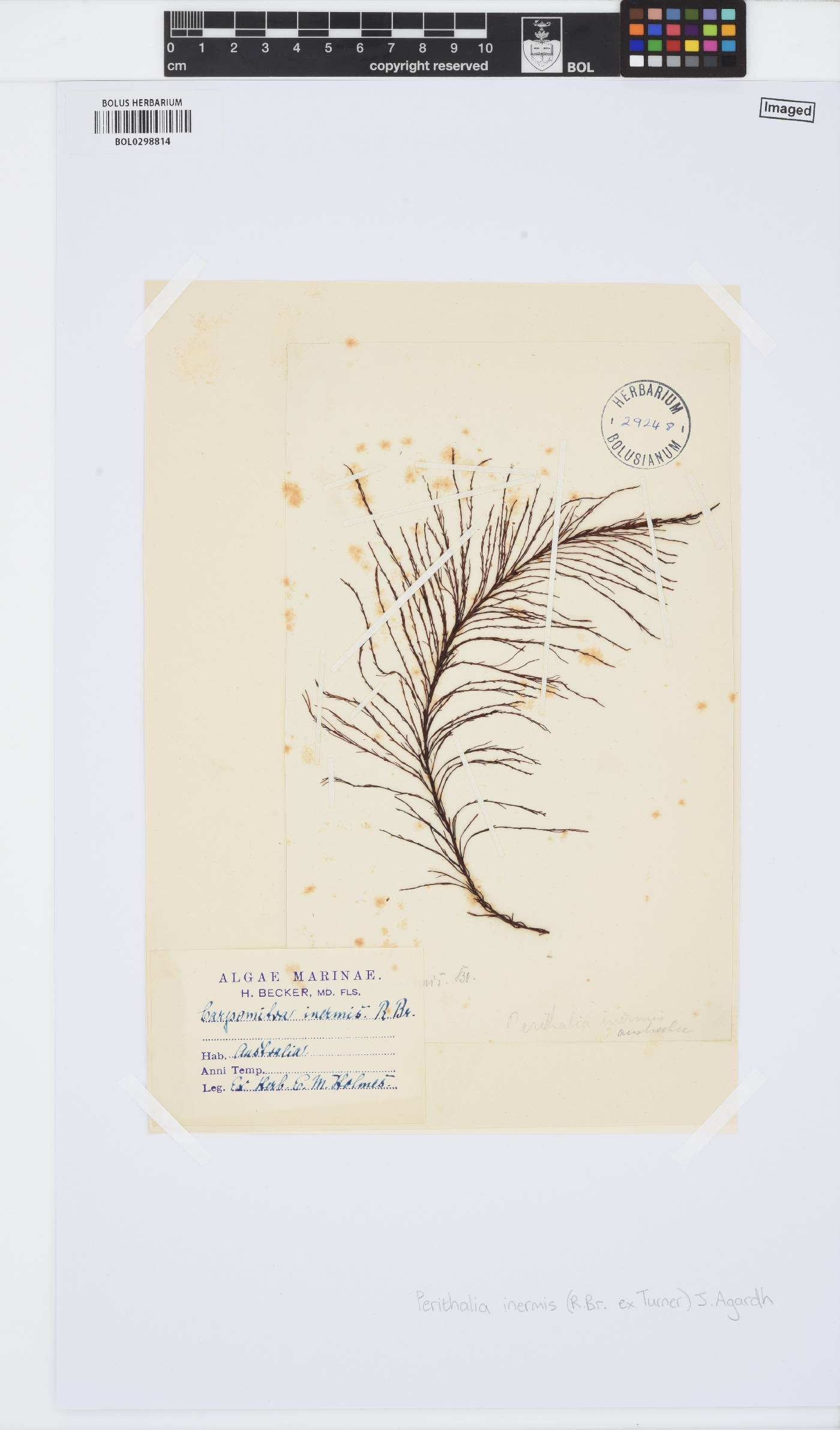 Perithalia image