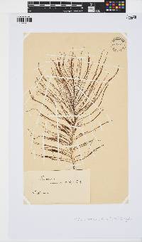 Perithalia caudata image