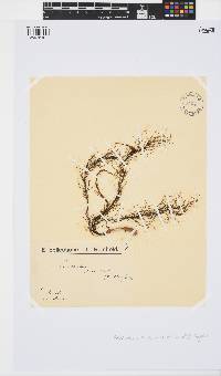 Perithalia caudata image