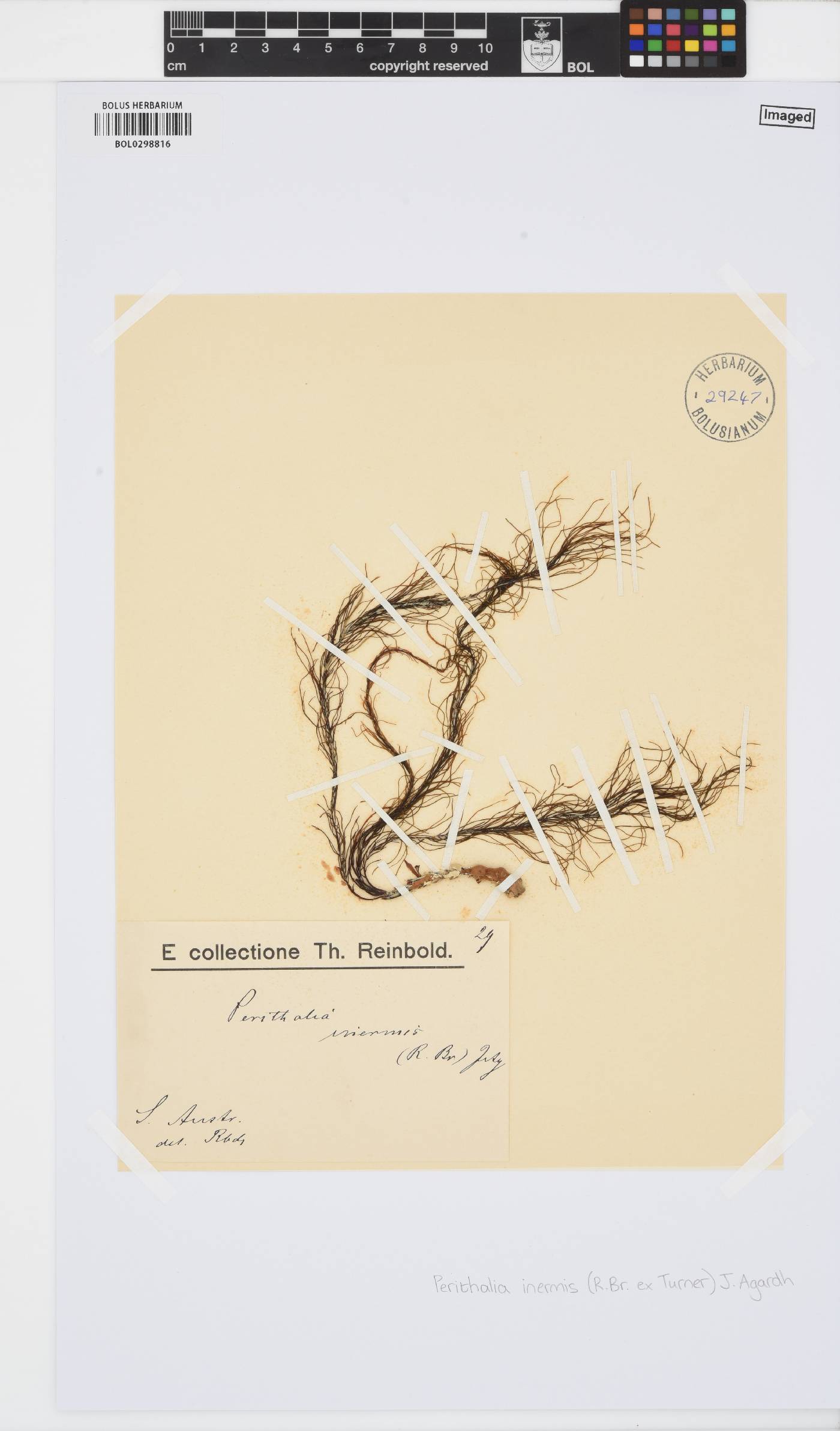 Perithalia caudata image