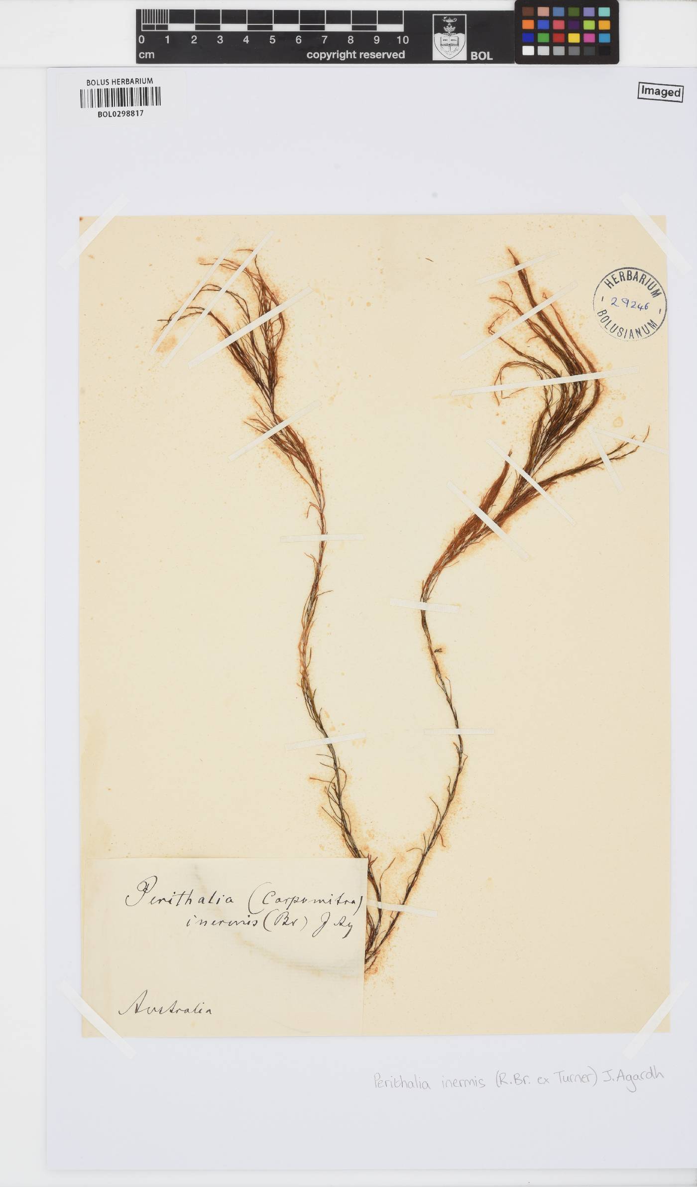 Sporochnaceae image