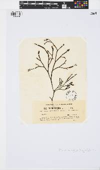 Image of Silvetia compressa